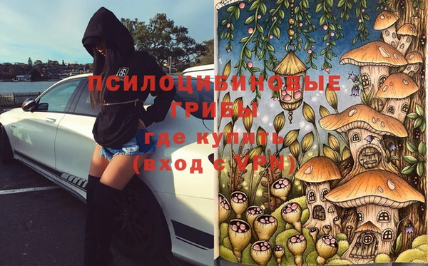 стаф Алзамай