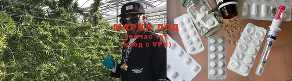 стаф Алзамай